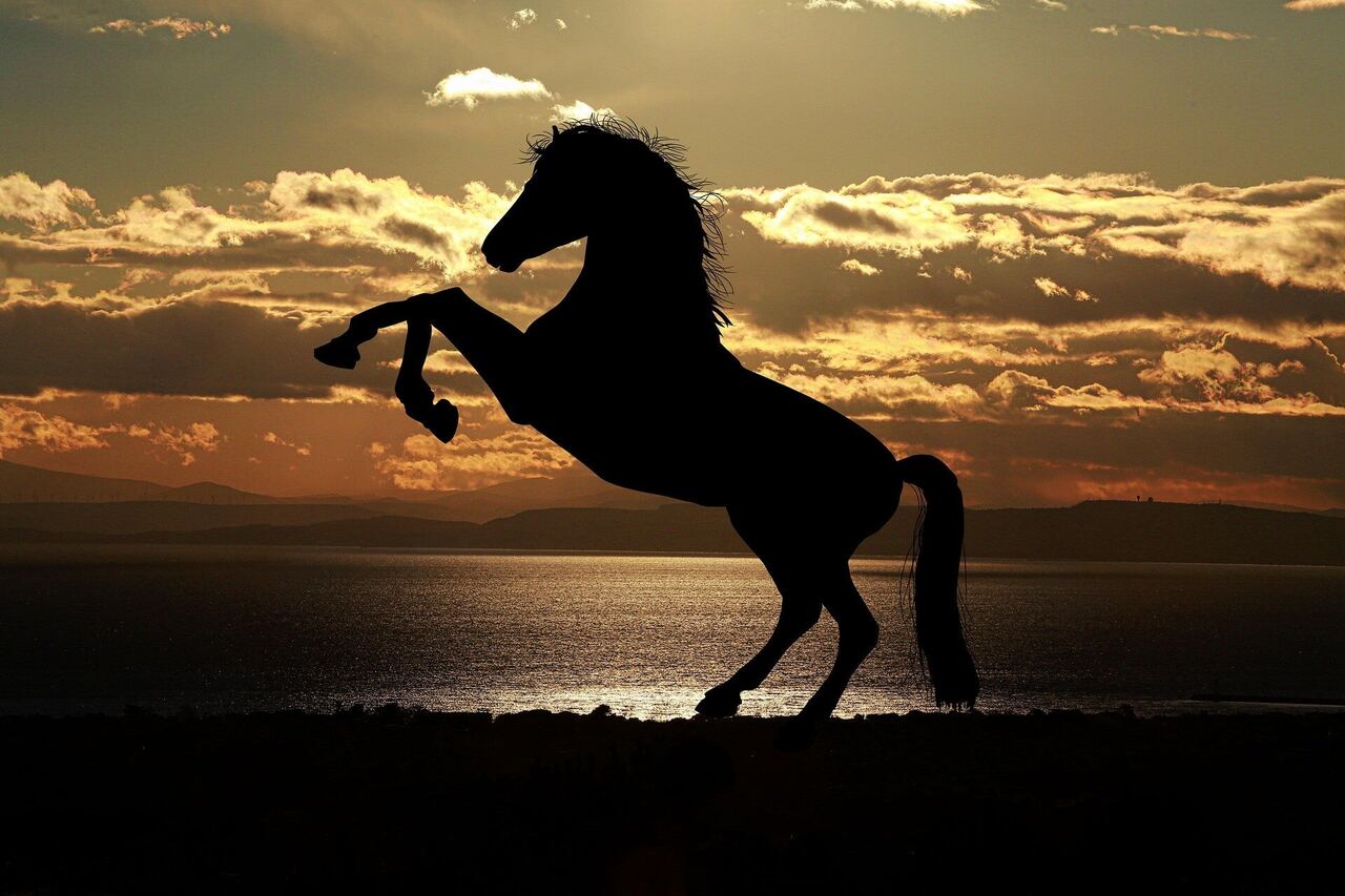 A rearing horse silhouetted against a golden sunset over the water